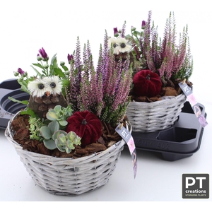 ARR TUINPLANTEN