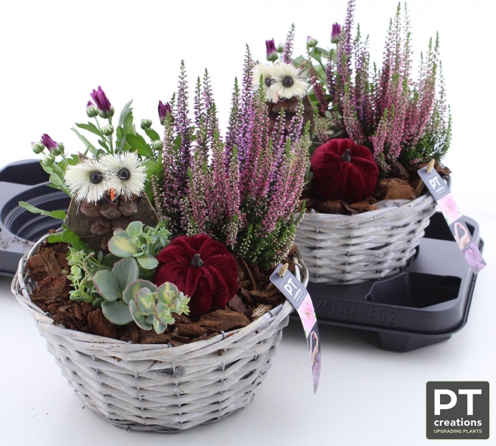 <h4>ARR TUINPLANTEN</h4>