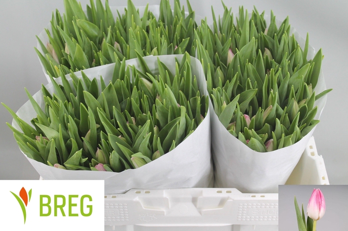 <h4>TU EN FIRST CLASS</h4>