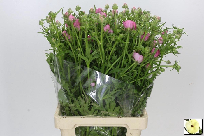 <h4>RAN N MODERNA DOLCE</h4>