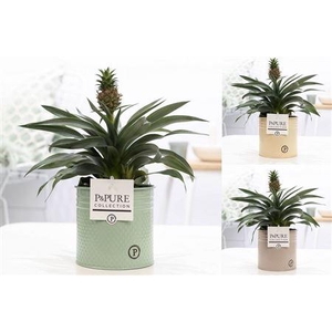 Ananas Mi Rosita Zink Louise