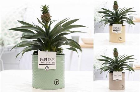 <h4>Ananas Mi Rosita Zink Louise</h4>