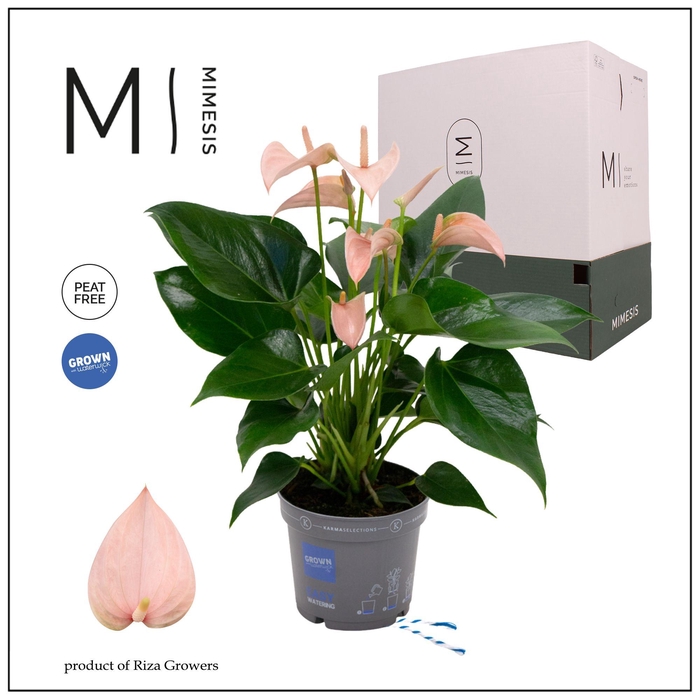 <h4>Mimesis Anthurium KARMA PEACH - 12cm</h4>