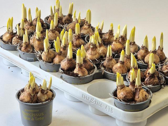 <h4>NARC O TETE A TETE</h4>