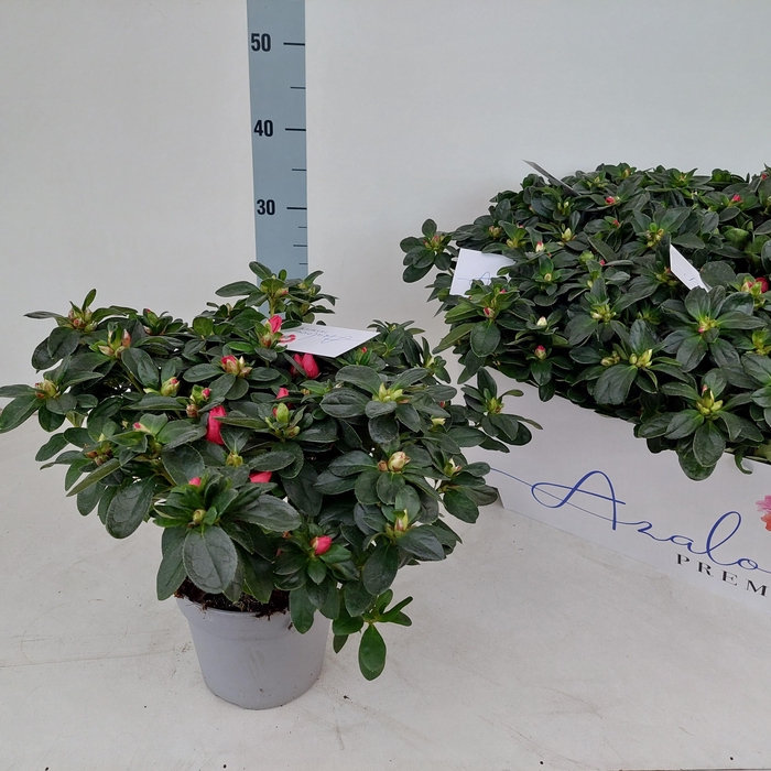 <h4>RHODO SI JIMMY</h4>