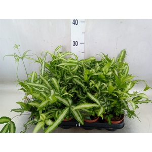 Pteris cretica 'Albolineata'