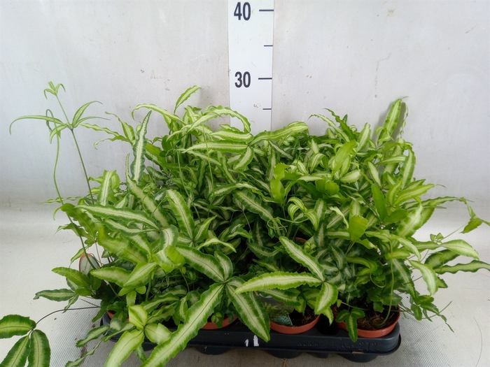 <h4>Pteris cretica 'Albolineata'</h4>