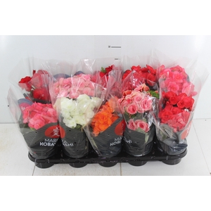 BEGONIA P11