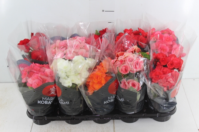 BEGONIA P11