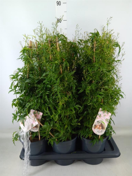 <h4>Jasminum polyanthum</h4>