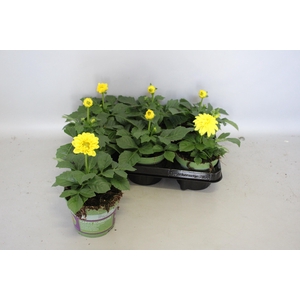 Dahlia Yellow