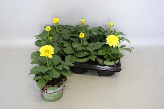 <h4>Dahlia Yellow</h4>