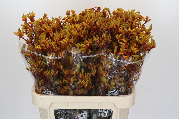 Anigozanthos Gold Fever