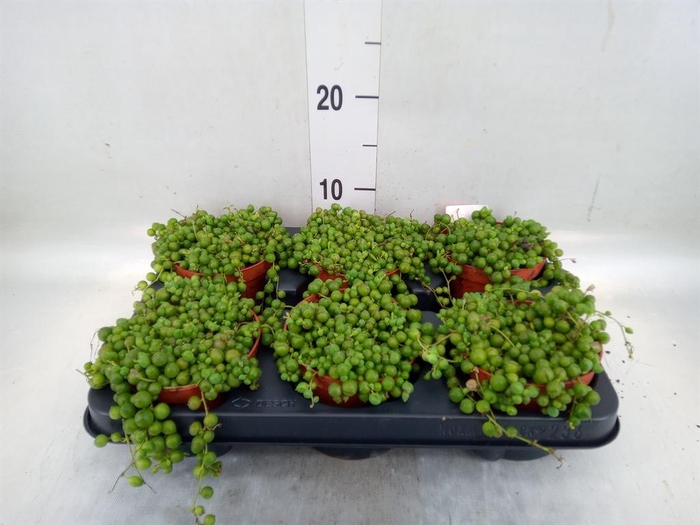 <h4>Senecio rowleyanus</h4>