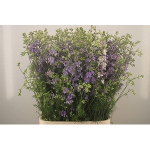 Delph Rids Lilac