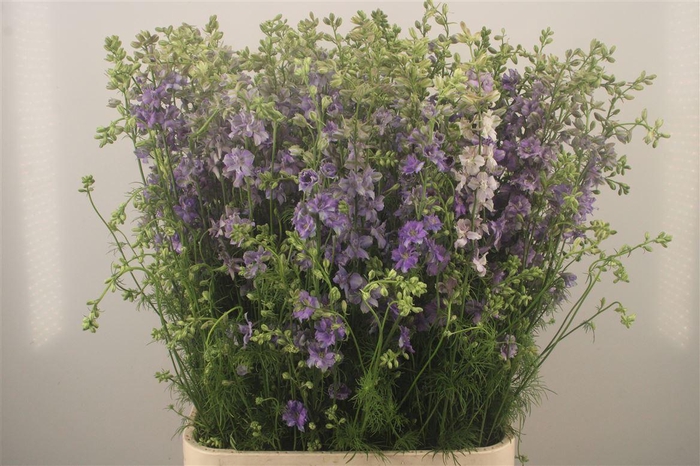 <h4>Delph Rids Lilac</h4>
