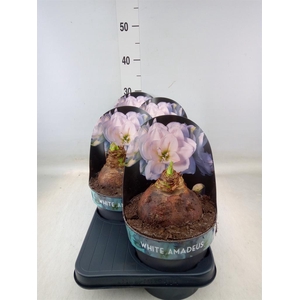 Hippeastrum DG 'White Amadeus'