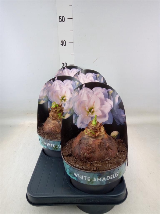 <h4>Hippeastrum DG 'White Amadeus'</h4>