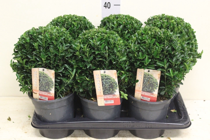 <h4>Euonymus japon. 'Green Spire'</h4>
