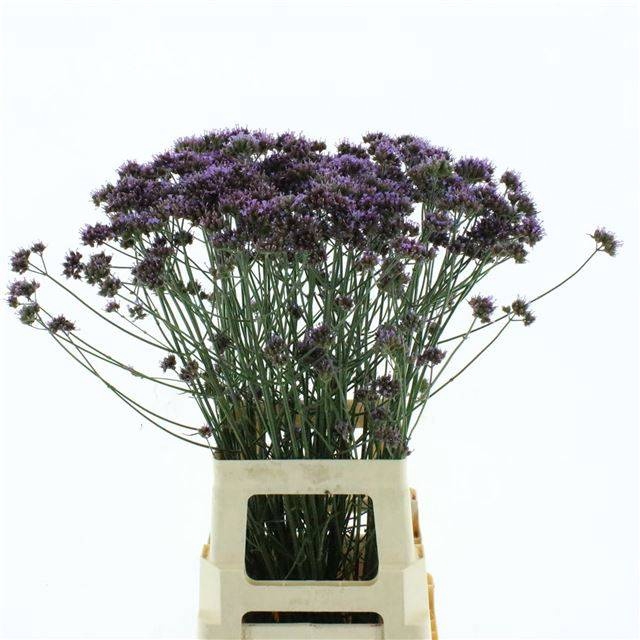 <h4>VERBENA HAS P SPIRES</h4>