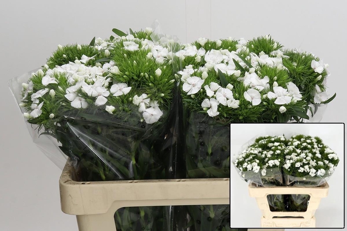 <h4>DI BARB DUKE BRE</h4>