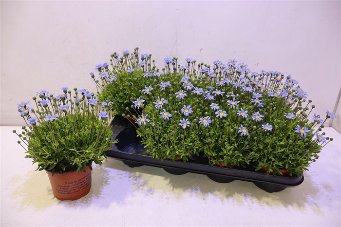 <h4>Feli Am Felicit Blue</h4>