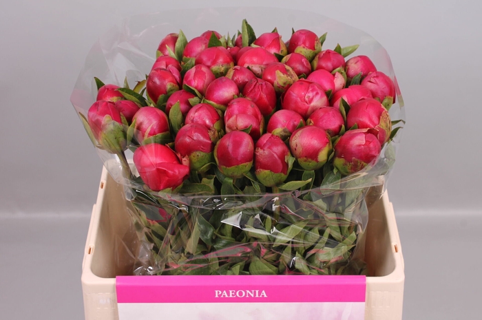 <h4>Paeonia Belgravia | Heavy Quality</h4>