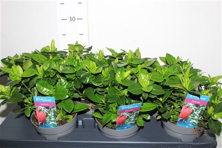 <h4>Gardenia Jasminoides 5+</h4>