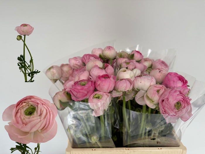 <h4>RAN AM MARSHMALLOW</h4>