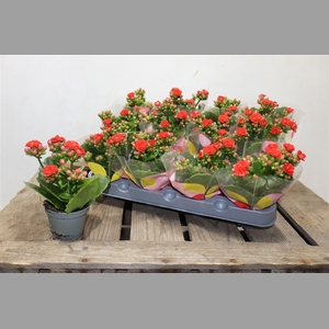 Kal Ge Rf Noelle Red