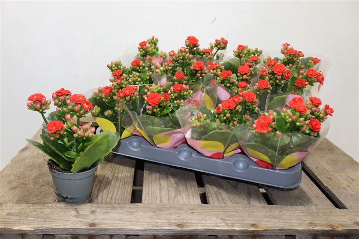 <h4>Kal Ge Rf Noelle Red</h4>