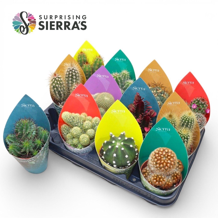 <h4>Surprise® - Cactus Mix (Prime)</h4>