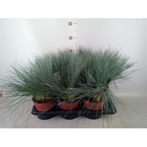 Festuca glauca 'Intens Blue'