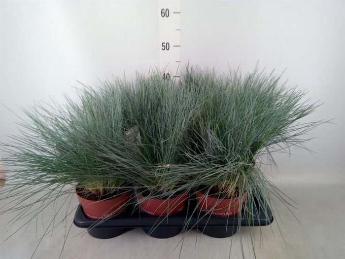 <h4>Festuca glauca 'Intens Blue'</h4>