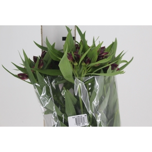ALSTROEMERIA POMPEII 080 CM