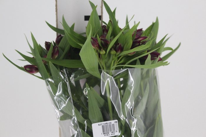 <h4>ALSTROEMERIA POMPEII 080 CM</h4>