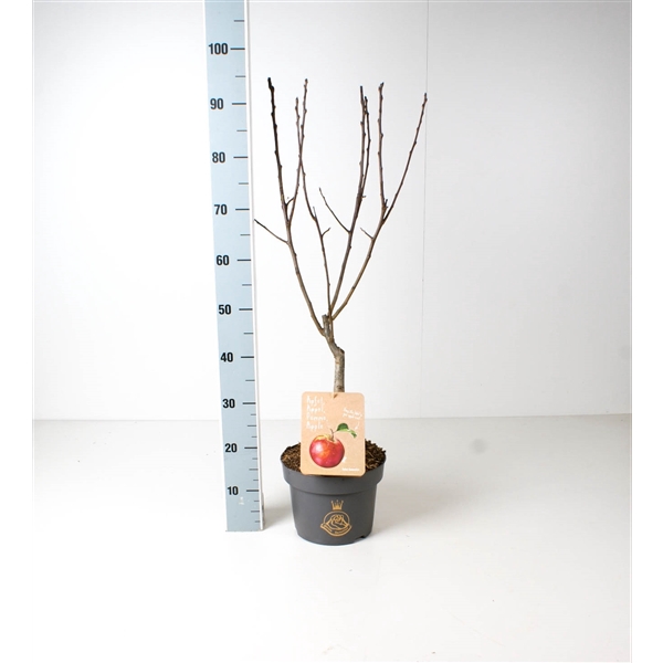 <h4>Patio Fruit trees C5</h4>