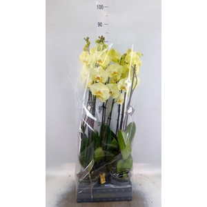 Phalaenopsis  'Golden Coin'