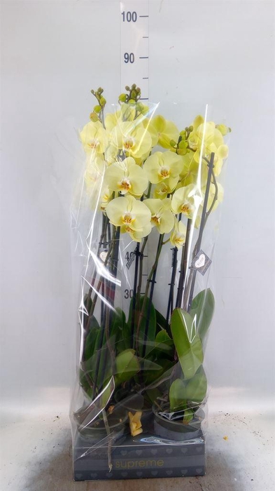 <h4>Phalaenopsis  'Golden Coin'</h4>