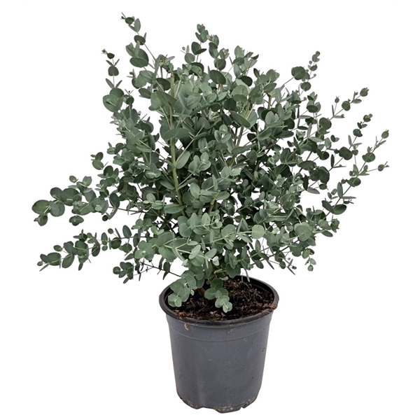<h4>Eucalyptus Gunnii Bush</h4>