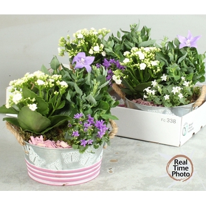 ARR TUINPLANTEN