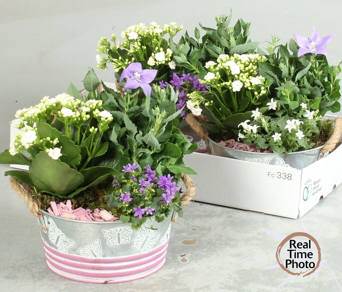 <h4>ARR TUINPLANTEN</h4>