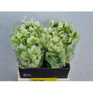 HELL FRK MOLLYS WHIT