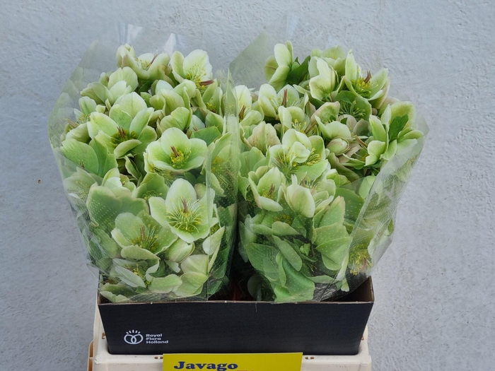 <h4>HELL FRK MOLLYS WHIT</h4>