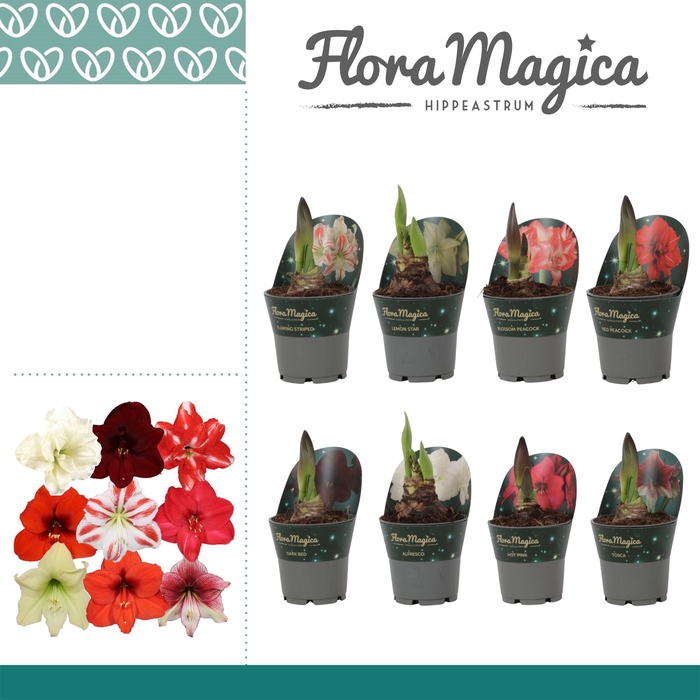 <h4>Amaryllis Exclusieve Mix in Potkraag</h4>