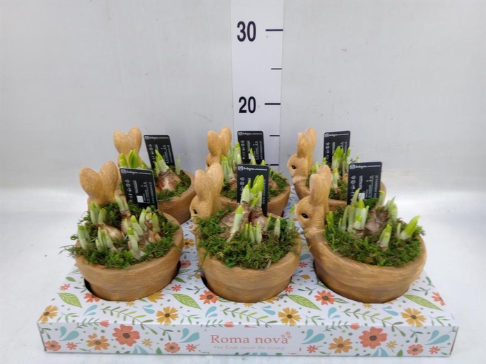 <h4>Arr.  Narcissus</h4>