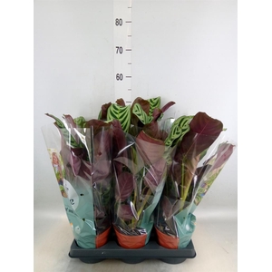 Ctenanthe burle-marxii