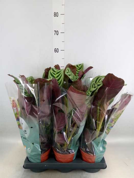 <h4>Ctenanthe burle-marxii</h4>