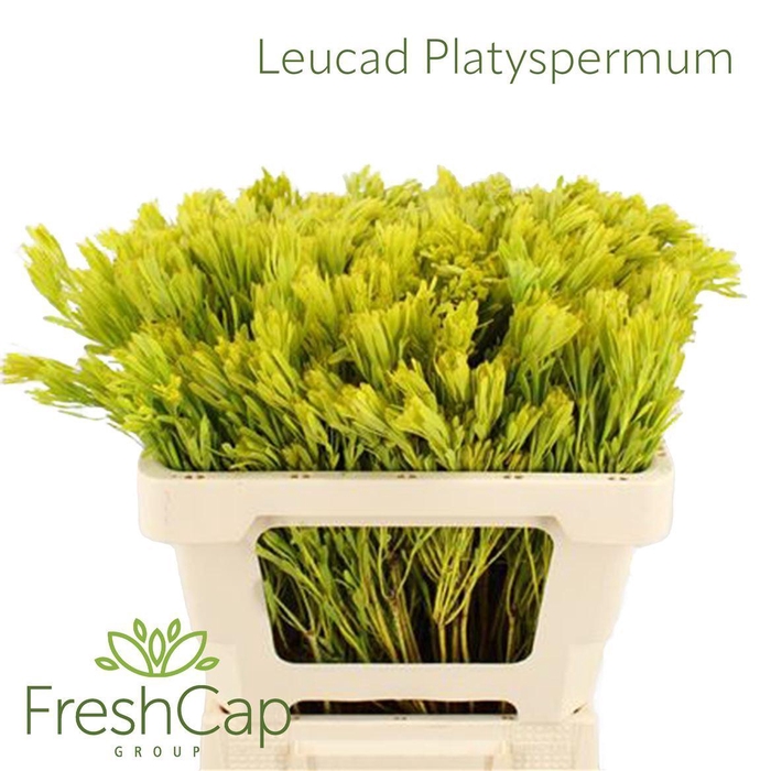 <h4>LEUCADENDRON PLATYSPERMUM</h4>