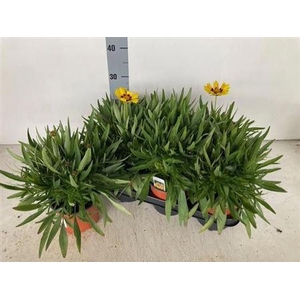 Core Grandiflora Sunkiss
